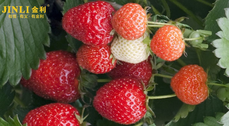 集成灶火焰小？别担心,看完这篇你就能轻松解决