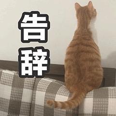 金利集成灶：520最好的告白，是为心爱的人做一辈子的饭