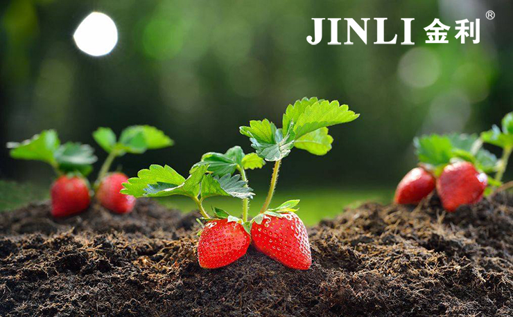 集成灶市场前景如何？金利集成灶来给你解答！